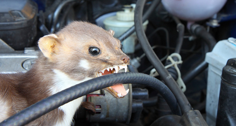 Martens love to bite through coolant hoses, rubber axle and steering boots, and wiring. Photo: GDV